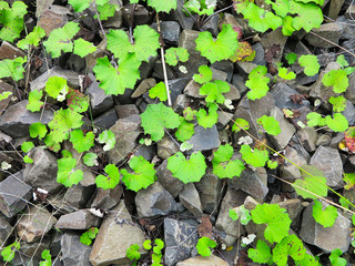 the wall is lined with natural stone on the ground façade