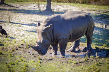 rhinoceros in zoo