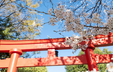 桜の花と神社