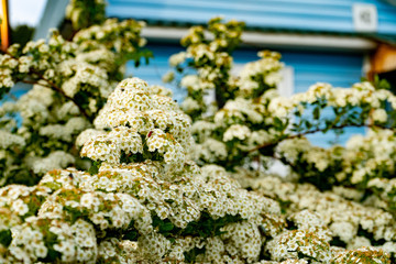 Blooming spirea or meadowsweet. Branches with white flowers