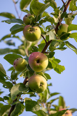 apples on tree