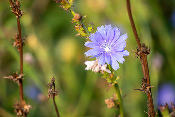 Chicory Flower