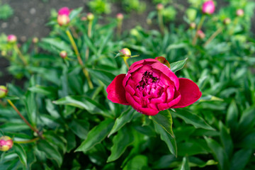 Red peony flower on a background of green leaves in the garden