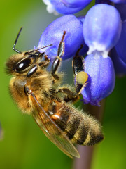 bee on flower
