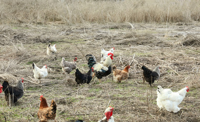 Flock of chickens and rooster in countryside