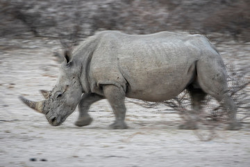 Obraz premium rhino in the bush