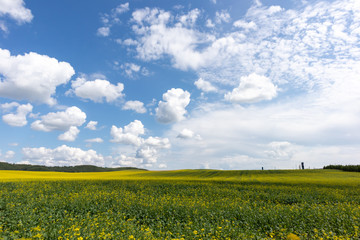 White Clouds Over Yellow field