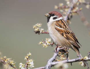 Tree sparrow on branch, passer montanus