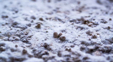 Mycelium and growning mushrooms, a few days old. baby mushrooms, strange landscape