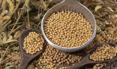 Fresh soy beans scattered in metal casserole and wooden spoons on vegetable background