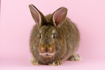 brown cute fluffy rabbit sitting on a colored background in the Studio.