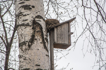 Birdhouse and nest of swallows