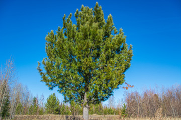 Round Pine