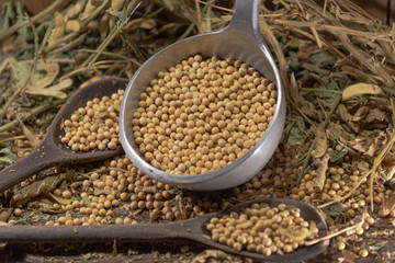 Fresh soy beans scattered in metal casserole and wooden spoons on vegetable background