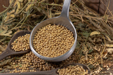 Fresh soy beans scattered in metal casserole and wooden spoons on vegetable background