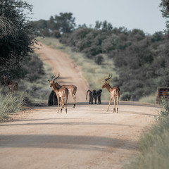Fototapeta na wymiar Impala and Baboons