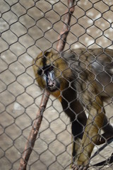 Monkey in the Zoo