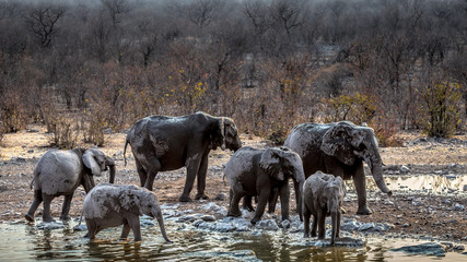 Elephant family at the Okaukuejo waterhole in Etosha National Park in Namibia. © serge