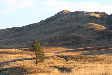 Fototapeta premium Lonely tree