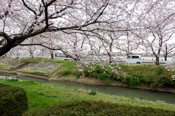 伊佐沼公園の桜 川越市