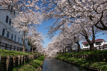 新河岸川の桜 川越市