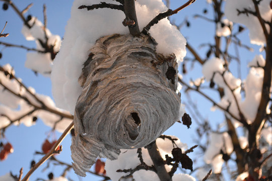 Bee hive on snowy crab apple tree in winter