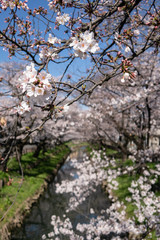 新河岸川の桜 川越市