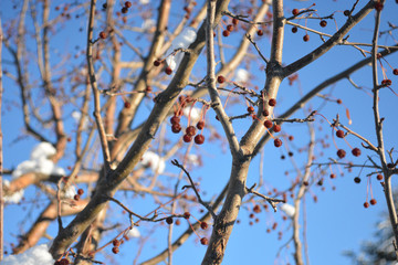Snow-covered Crab Apples Tree Branch in Winter