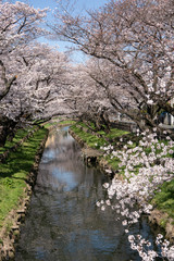 Fototapeta premium 新河岸川の桜 川越市