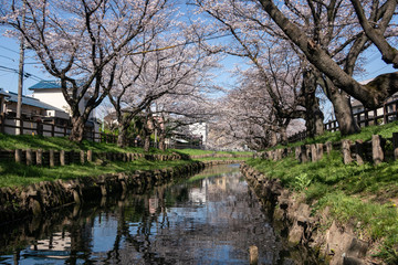 新河岸川の桜 川越市