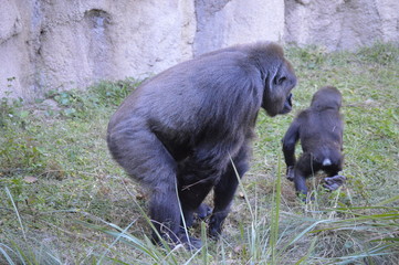 Fototapeta na wymiar Gorilla in the Zoo