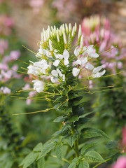 spider white flower in garden