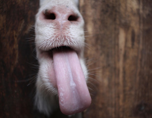 white goat sticks its tongue with its muzzle over the fence funny animals