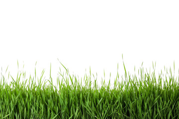 Fresh green grass on white background. Spring season