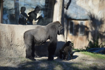 Naklejka premium Gorilla in the Zoo