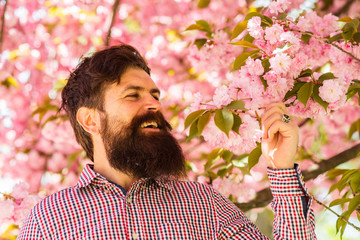 Staying handsome any season. Bearded man with stylish haircut with sakura flowers on background....