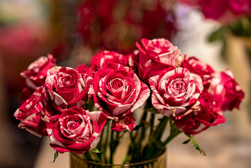 Closeup image of beautiful flowers wall background with amazing red and white frou frou roses Retro filter.