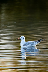 Eine Lachmöwe im Wasser (Larus ridibundus)