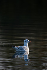 Eine Lachmöwe im Wasser (Larus ridibundus)