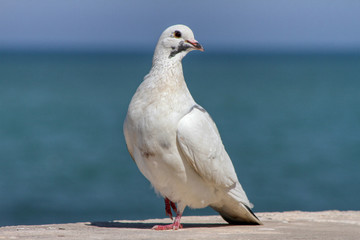 Portrait of a common white pigeon