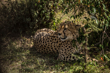 Cheetah Laying in the Shade of the Savannah in Africa