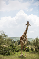 Giraffe in African Savannah