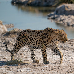 Obraz premium leopardo in namibia