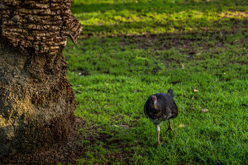 Bird in a little park in Sydney, New South Wales, Australia at a hot and sunny day.