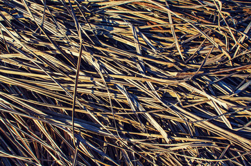 Fresh juicy green grass for summer