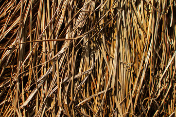 Fresh juicy green grass for summer