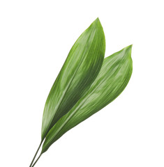 Fresh green tropical leaves on white background