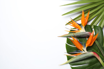 Bird of Paradise tropical flowers on white background, top view