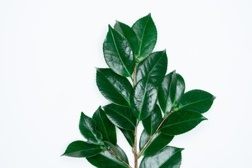 Green leaves on white background. Flat lay, top view, space.