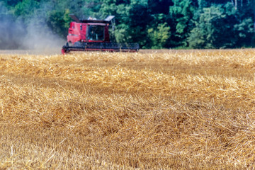 Fototapeta na wymiar wheat harvest